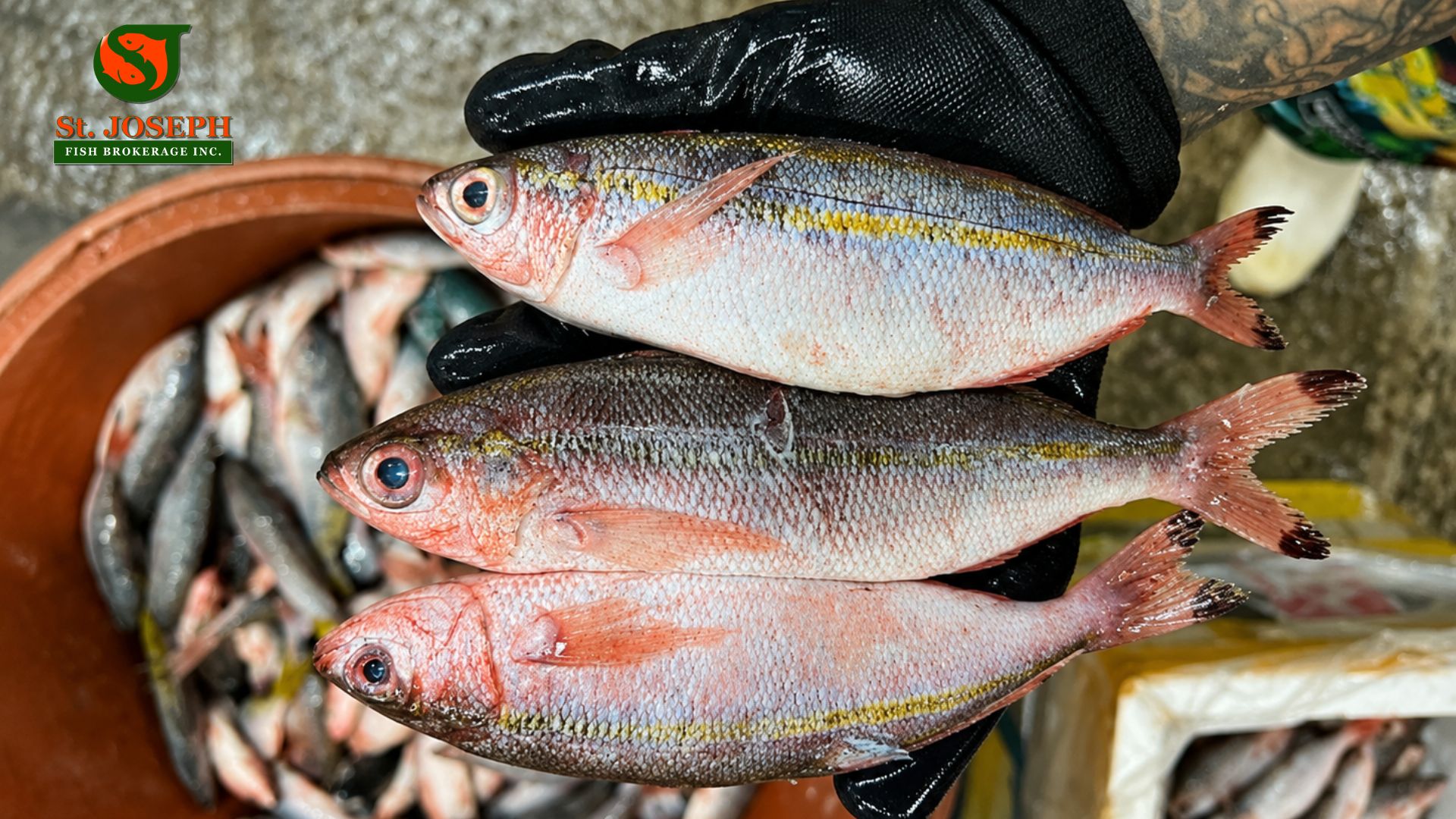 Dalagang Bukid (Bilog)